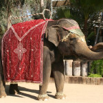 wedding elephant